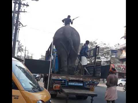 ലോറിയിൽ നിന്നിറങ്ങുന്ന ആന. Elephant, Vadanappilly