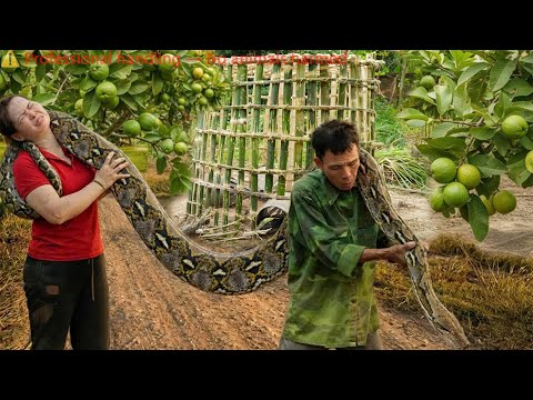 72 Hours on high alert: Giant python creeps up behind - Huge bamboo trap set for a giant python