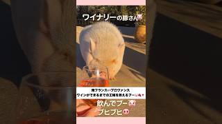 🐷南仏🇫🇷ロゼワインをつくるブー🐽 #ワイン #ロゼワイン #フランス #プロヴァンス #南フランス #豚　#タビロゼ