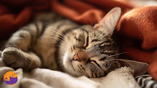 ⭐ CAT MUSIC ⭐ Calming Anxiety Curing Lullabies for Cats