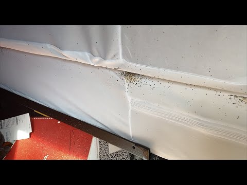 Utilizing a New Product to Exterminate Bed Bugs in Freehold, NJ