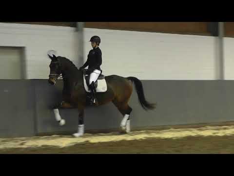 FOR PRINCESS-Weidenhof-Verkaufspferd: Hannoveraner Stute von For Dance-Ampere, *2017