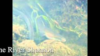 Silver eel of the River Shannon