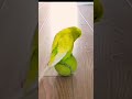 #birds​ #budgiecolony​ #parrot​ #parakeet​🤡🤗
