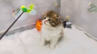 スコティッシュフォールドの動画01