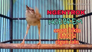 Download lagu Ciblek gunung gacor ngetrok ngebrem sekali putar cigun mu auto naik Emosi mp3