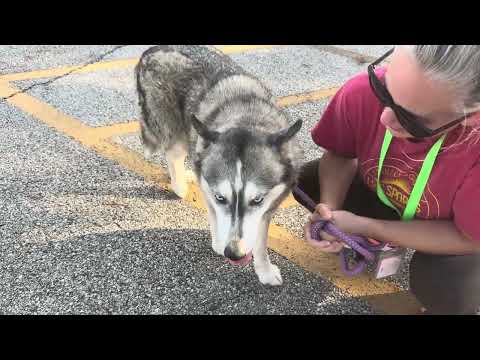 Prueba de temperatura de Emerald A2048633 y Cosette A2048619