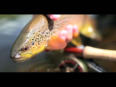 Fly Fishing for the River Horse