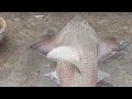 Kekayaan Sumberdaya Hayati Ikan Hias Laut Indonesia
