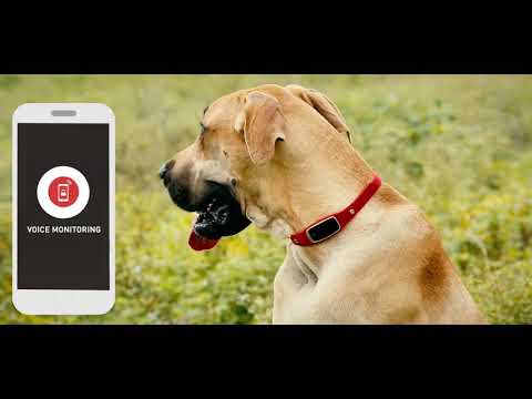 Gps pet tracker for dogs
