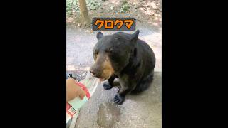 クロクマって人を襲うんじゃないの？ #animals #動物プロダクション #動物 #癒し #自然