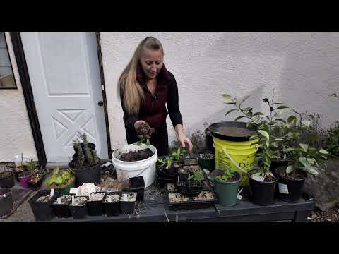 Potting up the Chinese Bayberry (Myrica Rubra) seedlings