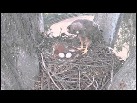 San Diego County Red tailed Hawks   Eggs Chirping? 3-15-15