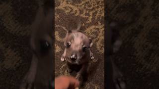 Lil Uzi Vert gets excited after his pet dog baby skrillll used the bathroom