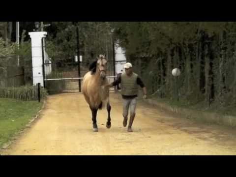 Buckskin Lusitano Stallion Xato