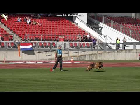 1060 Lümmel vom Osterberger Land - TSB BSZS-2023