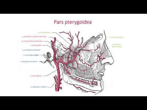 Горночелюстна артерия – Arteria maxillaris (02:48) ┃teoriyata.com