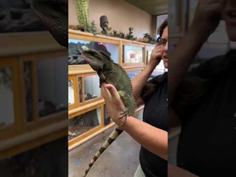 グリーン ウォーター ドラゴンまたはチャイニーズ ウォーター ドラゴン (Physignathus cocincinus)