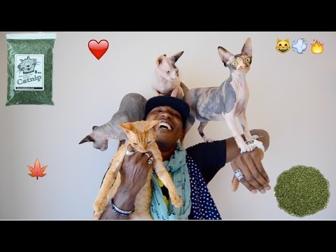 iAmMoshow - CatNip (Official Video)