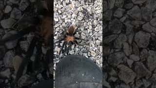 MONSTER Tarantula! 😯 (Texas brown tarantula spider)