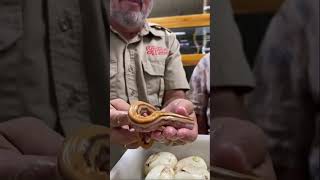 Baby Python With No Eyes 👀 #shorts #animals #reptile #snake #python #giant #egg by Prehistoric Pets TV