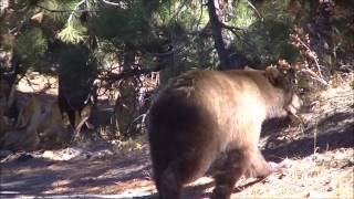 preview picture of video 'Bears in Lake Tahoe'
