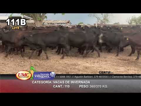 Lote 110 Vacas de invernar en Gral. San Martín, Chaco