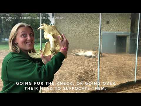 ZSL's Sense-sational Festival at Home: Welcome to the Zoo!