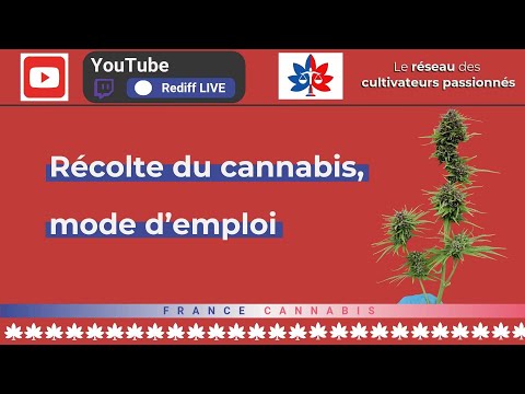 Récolte du cannabis, mode d'emploi