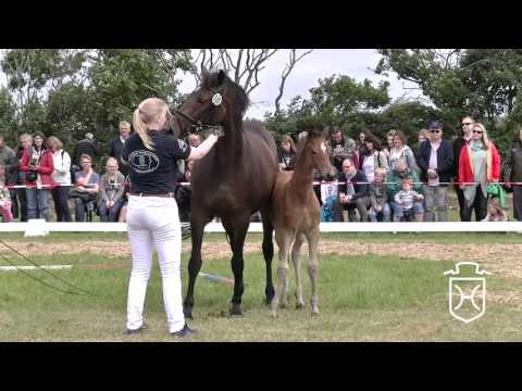 NF105 Hengstfohlen von For Pleasure - Cormint - Quidam de Revel