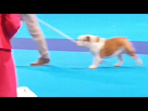 FINALISTAS DEL WORLD DOG SHOW 2020 ERIK FARINA