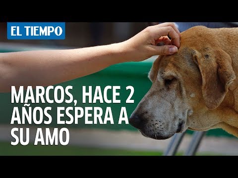 Marcos hace dos años espera a su amo.