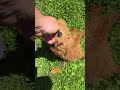 Mini Goldendoodle dogs for sale: Summer - New Video - Video 1
