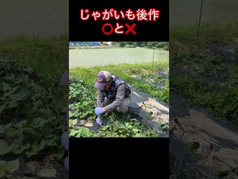 冬場の空気耕栽培システムでジャガイモを栽培できますか? どのような条件ですか?