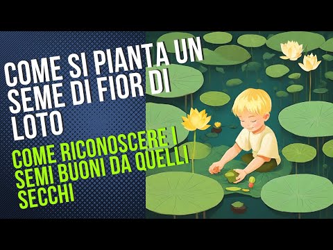 Semi di fior di loto, come piantare un seme di fior di loto tutorial