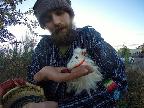 Harvest, Use, And Benefits of Hawthorn | with the Herbal Jedi | Harmonic Arts