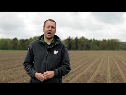 KWS Maisstorys 2021 - Pflanzenschutz im Mais