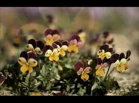 Randy Travis - Shout to the Lord - a flower slideshow