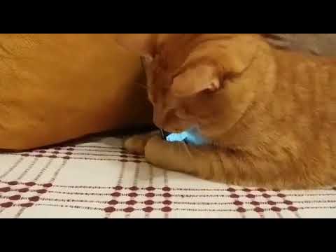 This blind cat gives his favourite pianist a hug whenever he hears him play