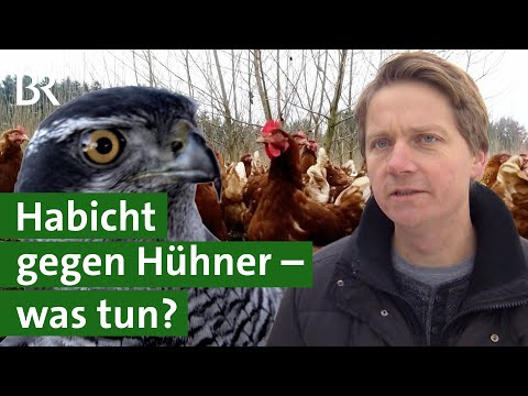 Schutz vor dem Habicht: Hühner in Pappel-Plantagen | Agroforst | Unser Land | BR
