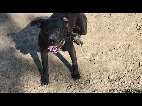 THOMPSON'S KENNEL I JUST STICK TO THE SCRIPT ..........