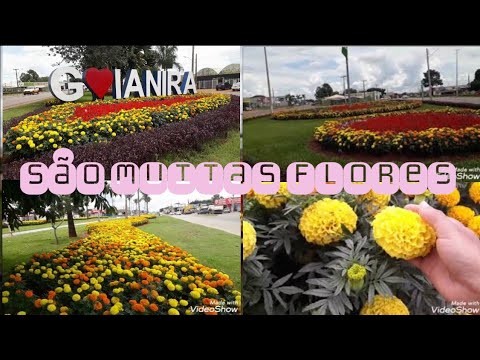 Lindos jardins floridos da minha cidade