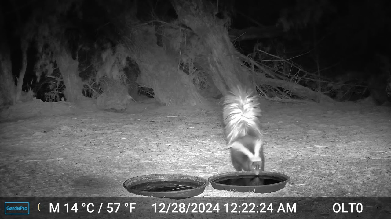 S2E40: When a skunk and bobcat kitten meet at the water saucers (part 2)