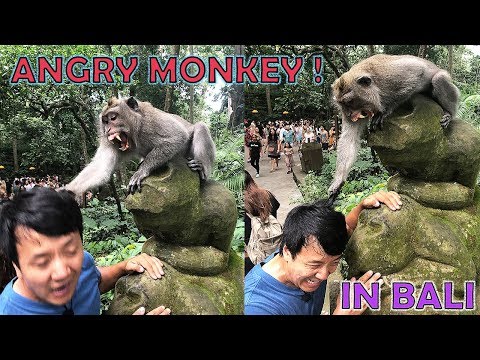 An EVIL MONKEY Attacked Me!