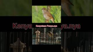 Download lagu Sikatan Londo Vs Kerakbasi Alis Hitam) #kicaumania #kicaumanianusantara #kerakbasialishitamgacor mp3 Download lagu Sikatan Londo Vs Kerakbasi Alis Hitam) #kicaumania #kicaumanianusantara #kerakbasialishitamgacor mp3