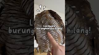 Download lagu My owl's head is missing! #animals #animalfunny #owl #animal #pets #animalhumor mp3 Download lagu My owl's head is missing! #animals #animalfunny #owl #animal #pets #animalhumor mp3