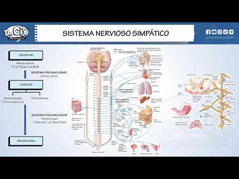SISTEMA NERVIOSO AUTONOMO || Estructura y función