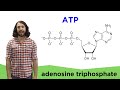 Metabolism and ATP
