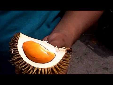 Borneo Wild Fruits- the best Sarawak wild orange durian-Durio Oxleyanus Griff