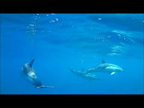 Delphinus delphis